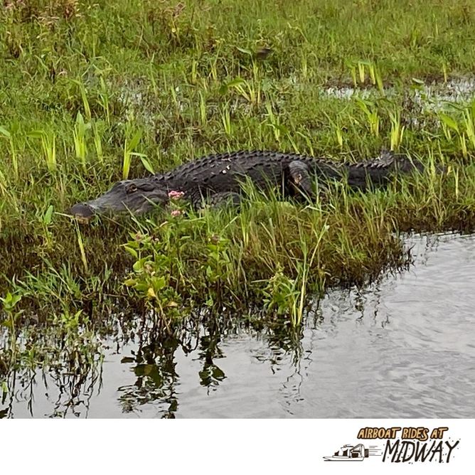 Airboat