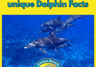 Unique facts about dolphins.