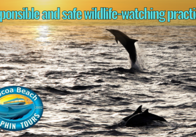 Responsible and safe wildlife-watching practices from Cocoa Beach Dolphin Tours.