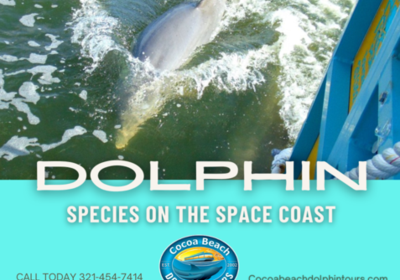 The different dolphin species found on Florida’s Space Coast.
