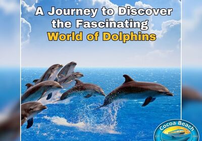 Cocoa Beach Dolphin Tours: A Journey to Discover the Fascinating World of Dolphins